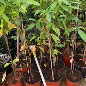 نبتة ورق غار